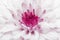 Pink annealed Chrysanthemum
