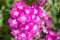 Pink Annual Phlox flower