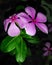 Pink Annual Vinca