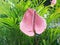 pink antherium flower, beautiful and fresh, wet with rain on the antherium flower petals and pistil