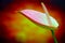 Pink anthurium flower close up on dark abstract background