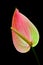 Pink anthurium flower close up on dark background