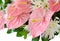 Pink anthurium flower (Flamingo flowers)