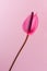 Pink anthurium flower isolated on light pink background