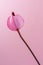 Pink anthurium flower isolated on light pink background