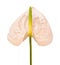 Pink Anthurium isolated