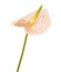 Pink Anthurium isolated