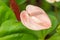 Pink Anthurium Laceleaf flower