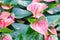 Pink anthuriums flower are blooming in the garden