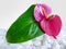 Pink Anthuriums with leaf and white stones