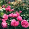 Pink antique style roses in the garden