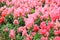 Pink Antirrhinum