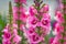 Pink antirrhinum or dragon flowers Generative AI