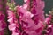 Pink antirrhinum or dragon flowers Generative AI