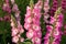Pink antirrhinum or dragon flowers Generative AI