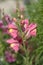 Pink Antirrhinum majus - `Appleblossom` closeup flower portrait