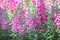 Pink antirrhinum majus flowers or snap dragon  blooming in garden