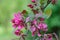 Pink apple blossom close-up in spring garden