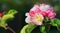 Pink apple blossom in Springtime. Close up.