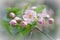 Pink Apple Blossoms with Small Bee Pollinating