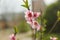 Pink apple flowers and buds. Beautiful blossoming tree in spring time. Blooming orchard