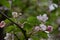 Pink apple flowers. Cutout view with selective focus.