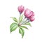 Pink apple tree flowers watercolor image. Blooming cherry hand draw element. Apple blossom with petals on white background.