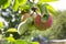 Pink apples on apple tree branch, summer day in village