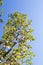 Pink Apricot blossom on blue sky. Cherry Blossom, Peach Blossom.