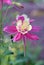 Pink Aquilegia flower from the Buttercup family Ranunculaceae. Known as Columbines and Grannyâ€™s Bonnett