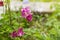 Pink Aquilegia flower on natural background, close up macro, home garden flowers.