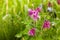 Pink Aquilegia flower on natural background, close up macro, home garden flowers.