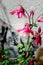 Pink Aquilegia vulgaris flowers called Columbine in cottage garden