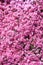 Pink arabis caucasica