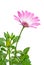 Pink arctotis flower