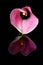 Pink arum lily reflection