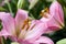 Pink asiatic lily