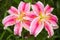 Pink Asiatic lily flower