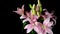 Pink Asiatic Lily Flower Timelapse