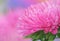 Pink aster