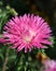 Pink Aster