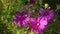 Pink Aster Daisy flowers in a garden