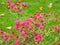 Pink aster fleabane flowers in the formal historic garden