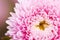 Pink aster flower