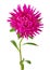 Pink aster flower