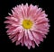 Pink Aster flower on the black isolated background with clipping path. Flower for design, texture, postcard, wrapper. Closeup.