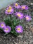 Pink Aster Flower Plant in a Garden