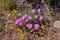 Pink aster fynbos flowers growing on rocks on Table Mountain, Cape Town, South Africa. Dry bushes and shrubs with with
