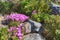 Pink aster fynbos flowers growing on rocks on Table Mountain, Cape Town, South Africa. Lush landscape of shrubs with