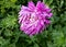 Pink Aster with raindrops on the petals